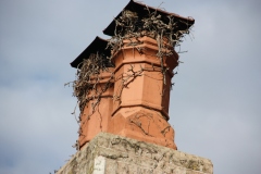 vine